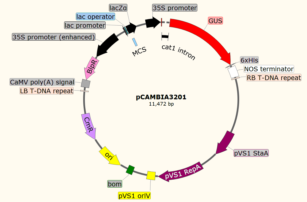 pCAMBIA3201载体图谱